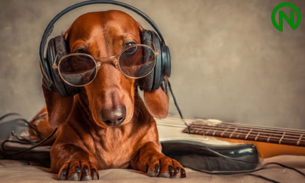 Dog Names for Music Lovers