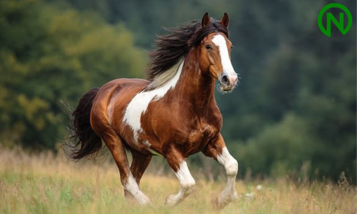 good names for a horse