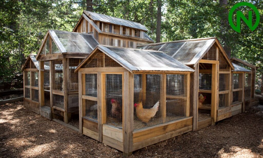 Cool Chicken Coop Names