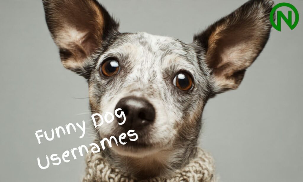 10 Funny Dog Usernames