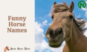 Funny Names for Horses