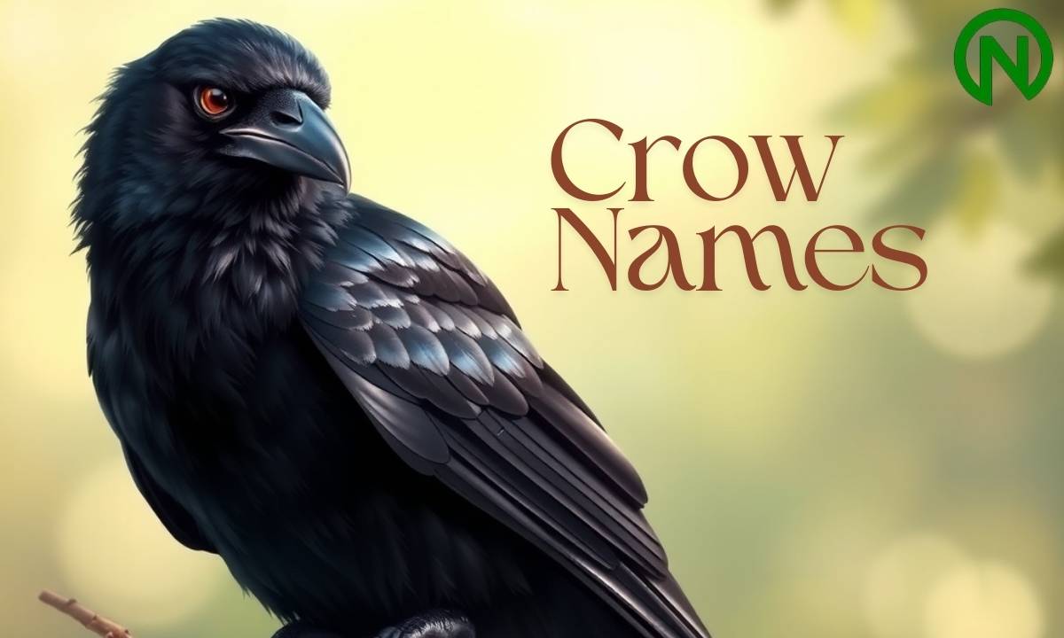 Crow Names