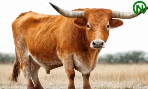 The Cow Scientific Name: Complete Guide to Bos Taurus Classification